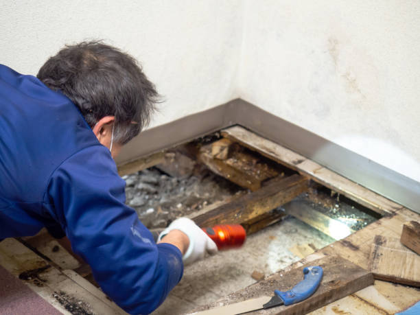 Best Post-Remediation Services in Oak Ridge, TN