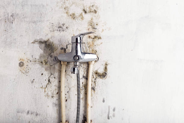 Best Insurance-Related Mold Remediation in Oak Ridge, TN