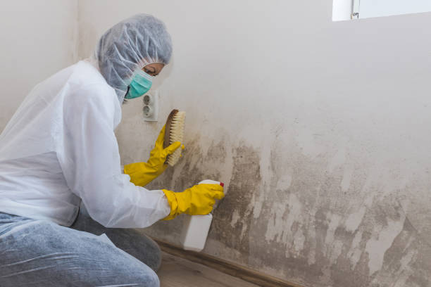 Best Attic Mold Remediation in Oak Ridge, TN