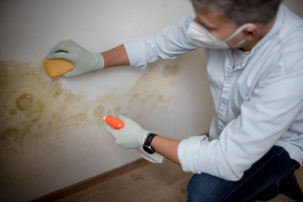 Best Health and Safety Mold Remediation in Oak Ridge, TN