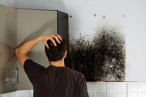 Best Residential Mold Remediation in Oak Ridge, TN