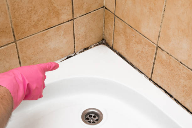 Best Emergency Mold Remediation in Oak Ridge, TN