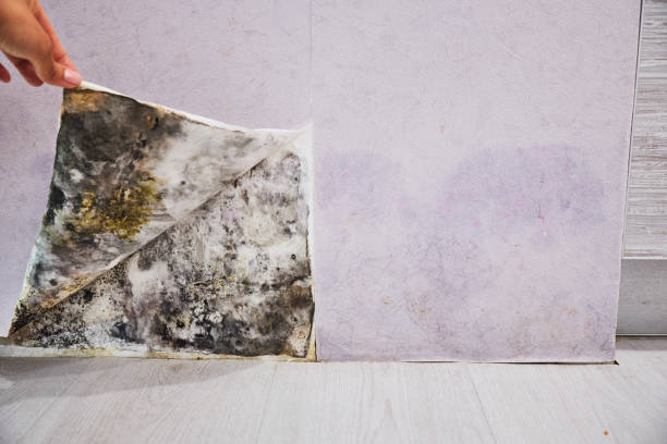 Best Kitchen Mold Remediation in Oak Ridge, TN